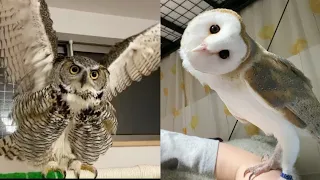 OWL BIRDS🦉- Funny Owls And Cute Owls Videos Compilation (2021) #012 - Funny Pets Life