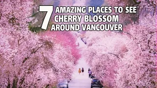 🇨🇦 🌸🌸🌸 Cherry Blossoms. Downtown Vancouver BC, Canada.