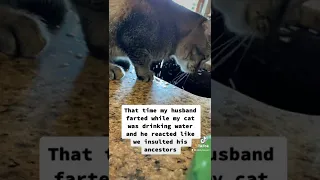 Cat offended by fart