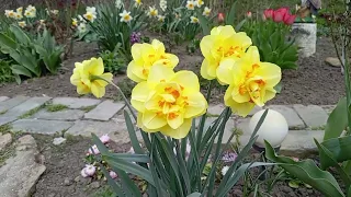 Приглашаю прогуляться по моему весеннему саду. Цветение Нарциссов и много интересного!