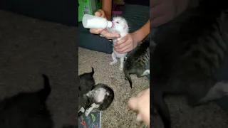 Feeding Kitties!