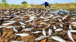 amazing fishing! a fisherman skill catch fish snail crab a lots in place by best hand (Top10 Videos)