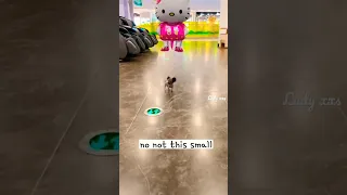 🐕🥰World’s smallest puppy #funny #cute #dog #pets #animals #funnypuppy #shorts