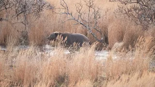 Giant Kodiak Brown Bear Hunt- Melissa Bachman- Winchester Deadly Passion