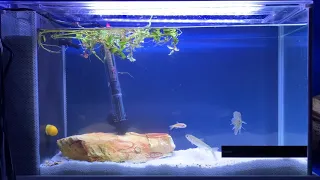 Baby Goliath Tiger Fish Feeding