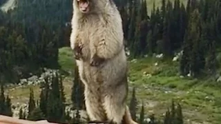 Marmot screaming on Blackcomb Mountain | Сурок кричит в горах.