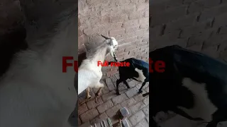 Goat mating sheep for the first time | goat farming