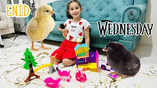 EVİMİZİN YENİ ÜYELERİ CİVCİV WEDNESDAY VE ARKADAŞI ENİD !!