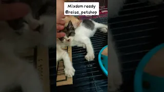 Kucing Persia mixdom Ready #short #shorts #kucing #cat #kitten #persia #mixdom