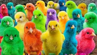 Amazing Transport millions of cute chickens, colorful chickens, cute ducks, rabbits, hamsters