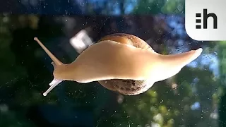 Snail Muscular Foot : What it Looks Like from Beneath.