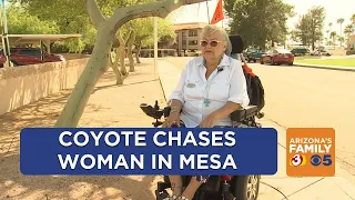 Woman in motorized chair chased by coyote in Mesa