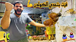 فزت بتحدي الكولدن 💪الببغاوات شكد مبيضين