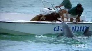 Dolphin kisses dog on boat, extremely cute!