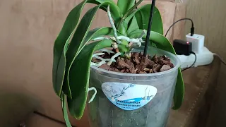 Фаленопсис после недавнего омоложения начинает цвести. В чем секрет удачного омоложения орхидеи.