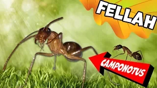 Муравьи-гиганты Кампонотус Феллах / Camponotus fellah