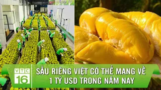 Sầu riêng Việt có thể mang về 1 tỷ USD trong năm nay | VTC16