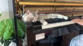 Cat Lullaby - Cat Sleep Music