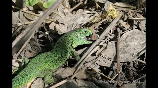 Прыткая ящерица (Lacerta agilis)   (1.05.23 г.)