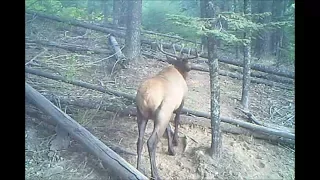 Trail Camera Clips Nov 2, 2017 Bull Elk, Moose, Whitetail Bucks, Bobcat, Bear