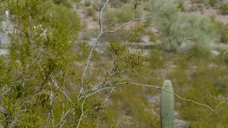 Desert Plants: Creosote