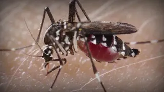 Why some people are more prone to mosquito bites