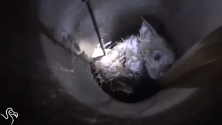 Heroes Save A Kitten Stuck In A Pipe