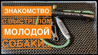 Как правильно познакомим собачка с выстрел? Как исправить допущение уже ошибки ?