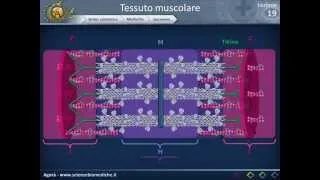 Istologia 19 - Muscolare (parte 1)