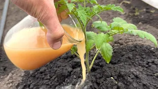 TRY NOW! Tomatoes grow the fastest! THIS is stronger than a ton of fertilizer