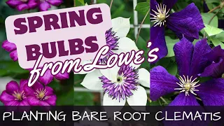 How To Plant Bare Root Clematis & Spring Planted Bulbs at Lowe's 🌷🌷🌷