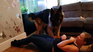 Owner play fights  Shadow!