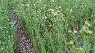 Совместные посевы. Состояние в засушливых условиях.