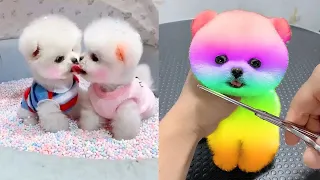 Cute and Funny Pomeranian Videos 3 #SHORT