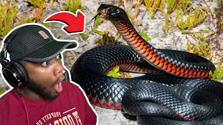 AMERICAN REACTS TO Australia Snakes - The Dangerous Red Bellied Black Snake