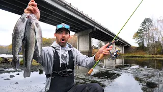 BRIDGE FISHING a LOADED Trout River!!  CATCH and COOK Tasty Rainbow Trout!