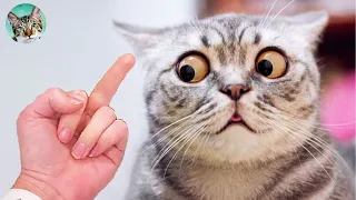 Funny And Cute Cats Reaction😺- Funny Pets Video| Amazing Animals