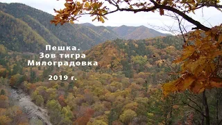 Пешка Зов тигра Милоградовка 2019