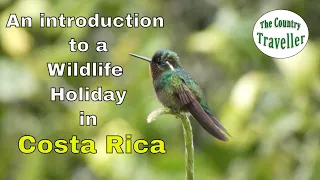 An introduction to a wildlife holiday in Costa Rica #costaricawildlife