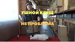 Ушной клещ у кролика, лечение и профилактика