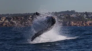 Whale Watching Sydney