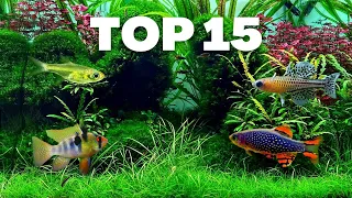 MY 15 FAVORITE NANO FISH FOR A SMALL AQUARIUM