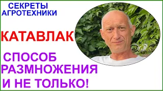 Катавлак-способ размножения винограда и не только.