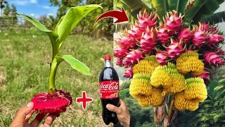 Special Secret: Propagate Banana Tree With Dragon Fruit To Get Fruit Together On The Same Tree100%