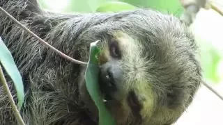 Bicho-preguiça se alimentando