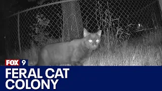Growing colony of feral cats in Brooklyn Park | FOX 9 KMSP