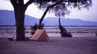Elephant vs Small Tent In Campsite.