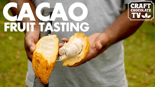 Cacao Fruit Tasting | Ep.75 | Craft Chocolate TV