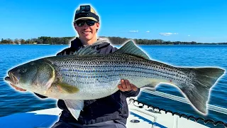 BIGGEST Striped Bass Of The Year! | Light Tackle Fishing! (CAST TO CATCH)