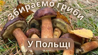 ЗБИРАЄМО ГРИБИ В ПОЛЬЩІ ПІСЛЯ РИБАЛКИ.